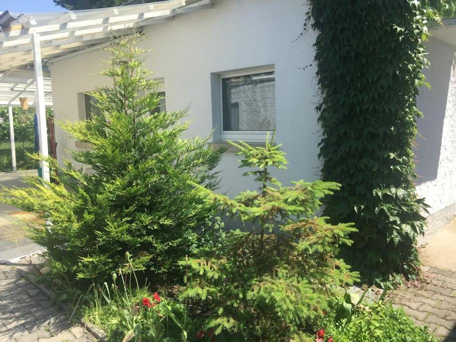 Kleines Haeuschen Am Garten In Darmstadt Ngoại thất bức ảnh